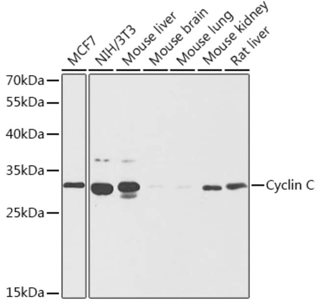 100UL CYCLIN C ANTIBODY 100 ul