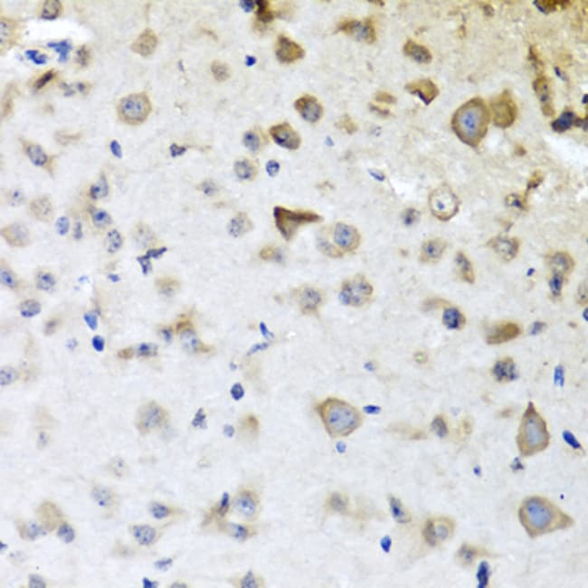 100UL CPA6 ANTIBODY 100 ul