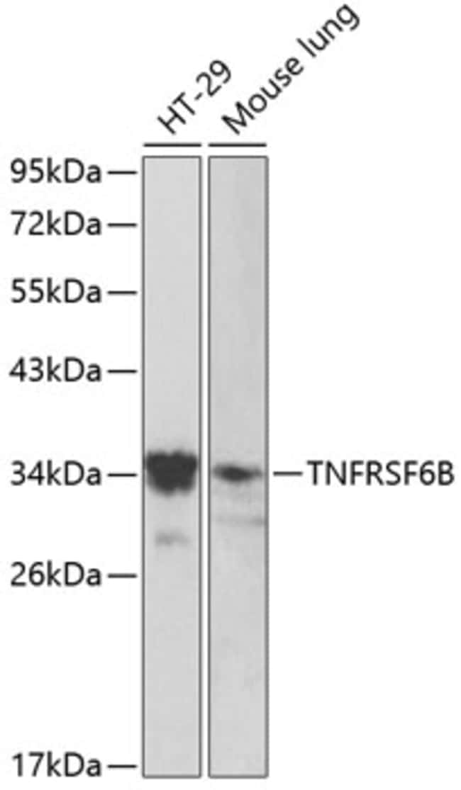 100UL DCR3 ANTIBODY 100 ul
