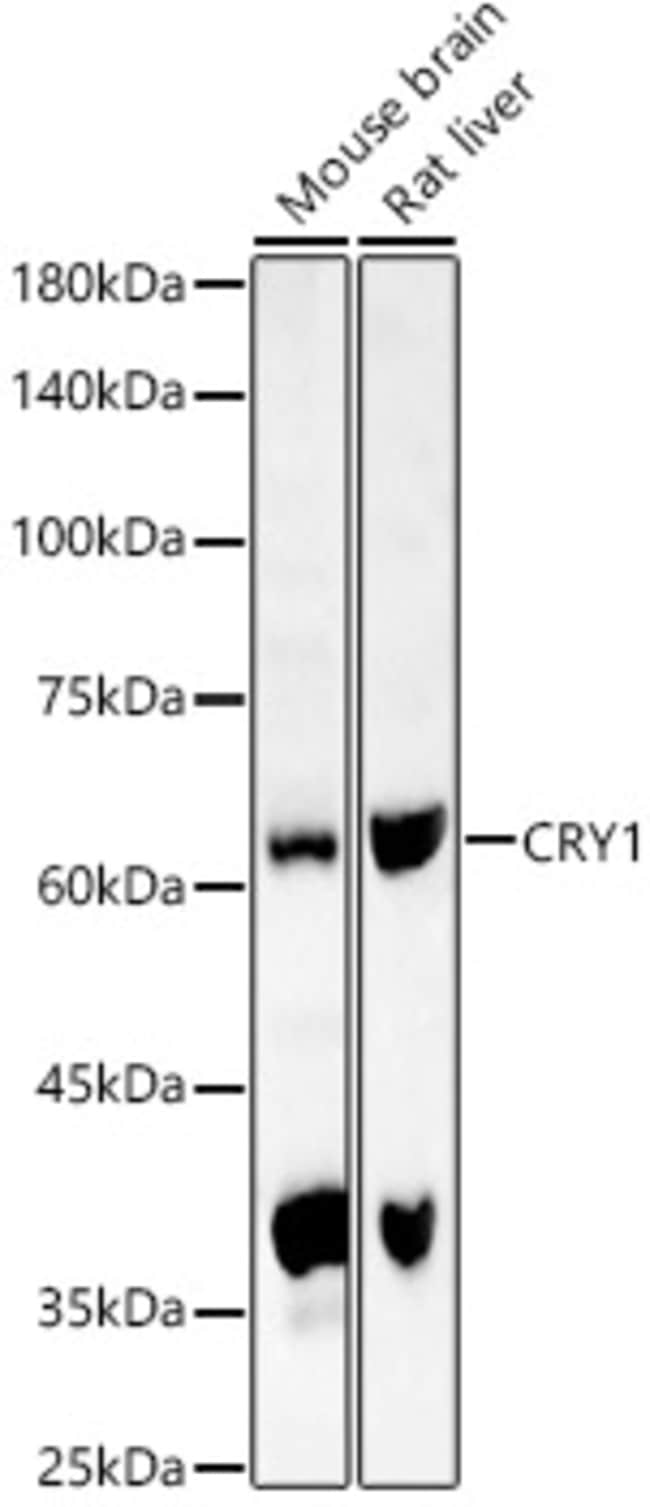 100UL CRY1 ANTIBODY 100 ul