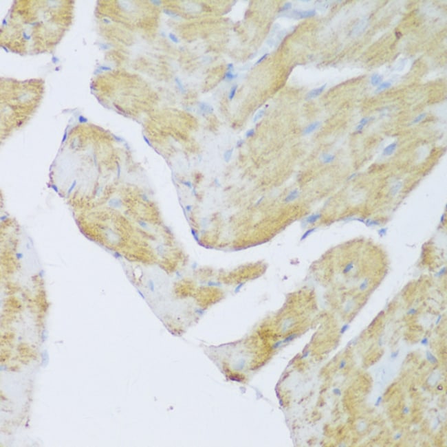 100UL DENR ANTIBODY 100 ul