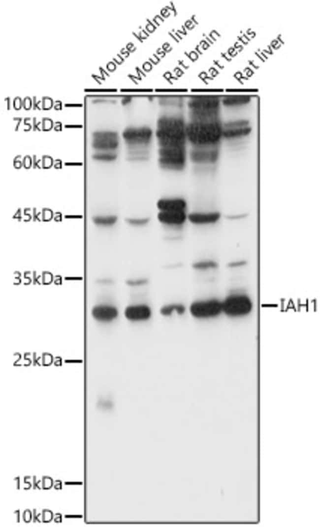 100UL IAH1 ANTIBODY 100 ul
