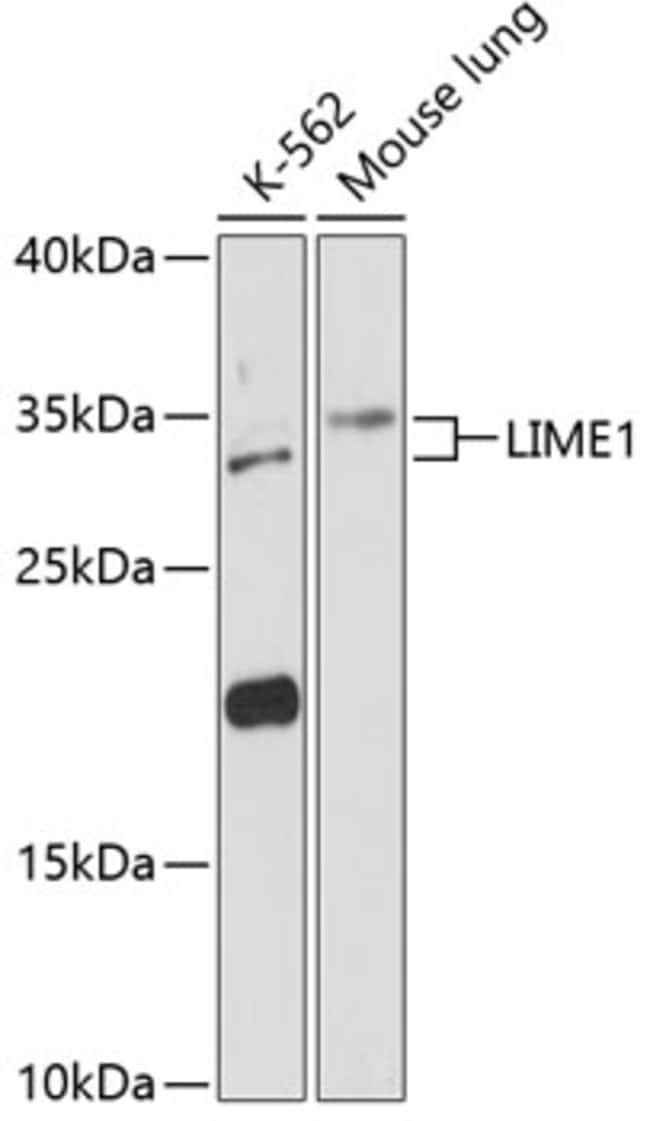 100UL LIME ANTIBODY 100 ul