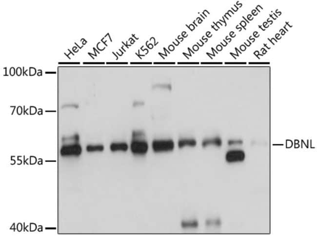 100UL HIP55 ANTIBODY 100 ul