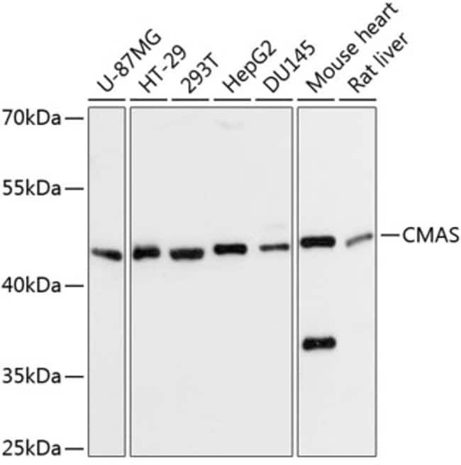 100UL CMAS ANTIBODY 100 ul