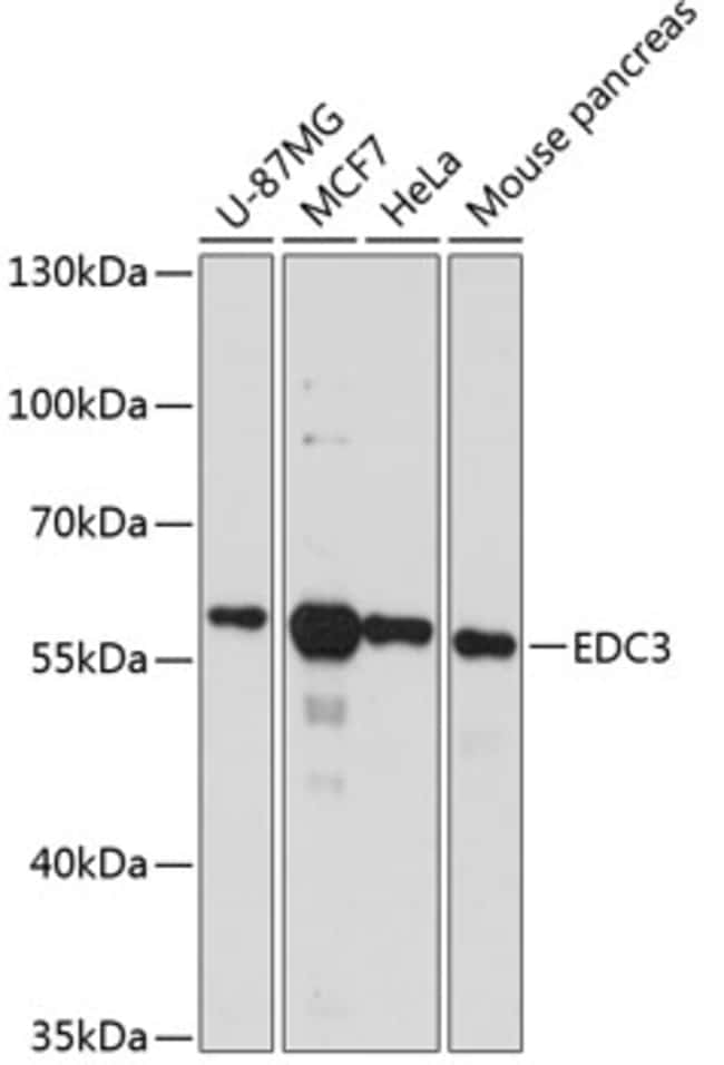 100UL EDC3 ANTIBODY 100 ul