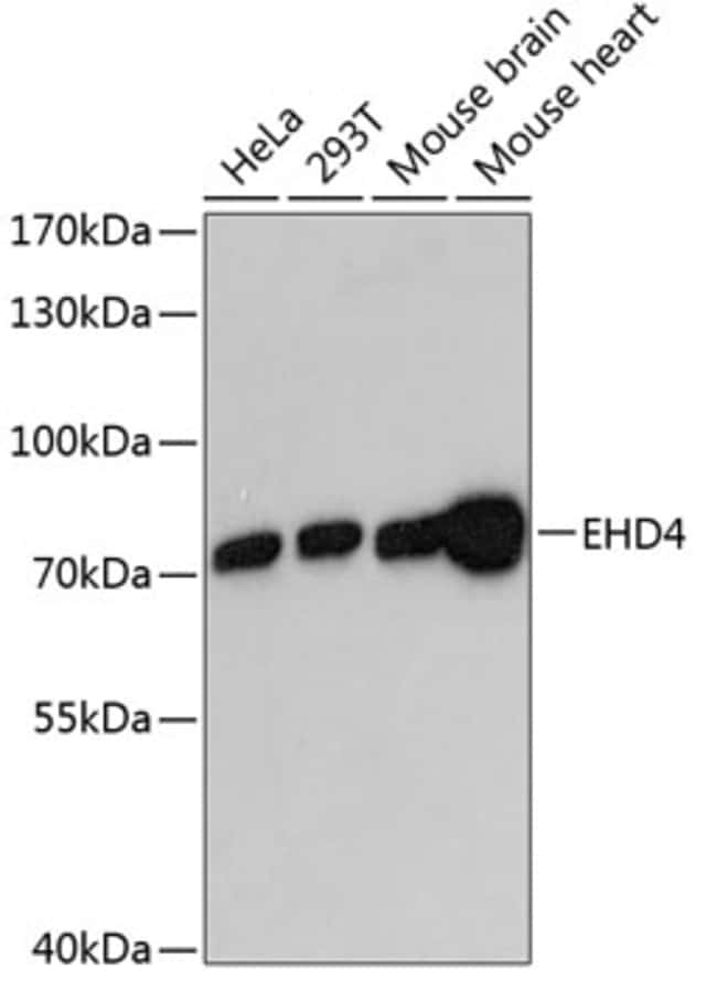 100UL EHD4 ANTIBODY 100 ul