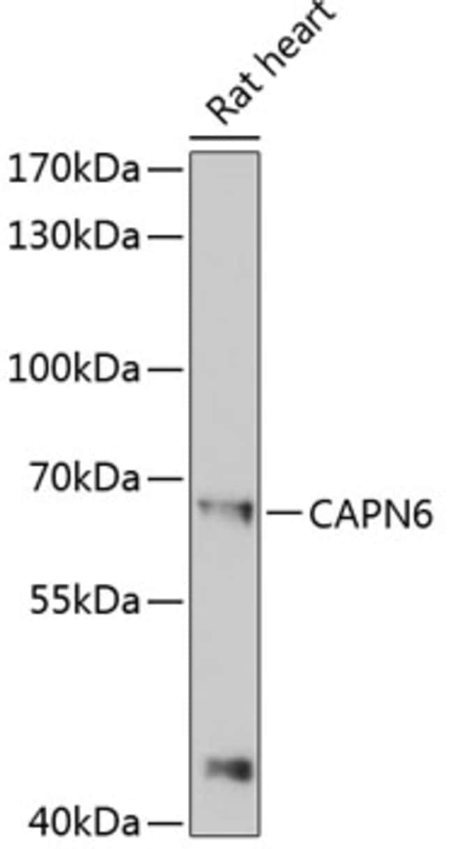 100UL CALPAIN 6 ANTIBODY 100 ul