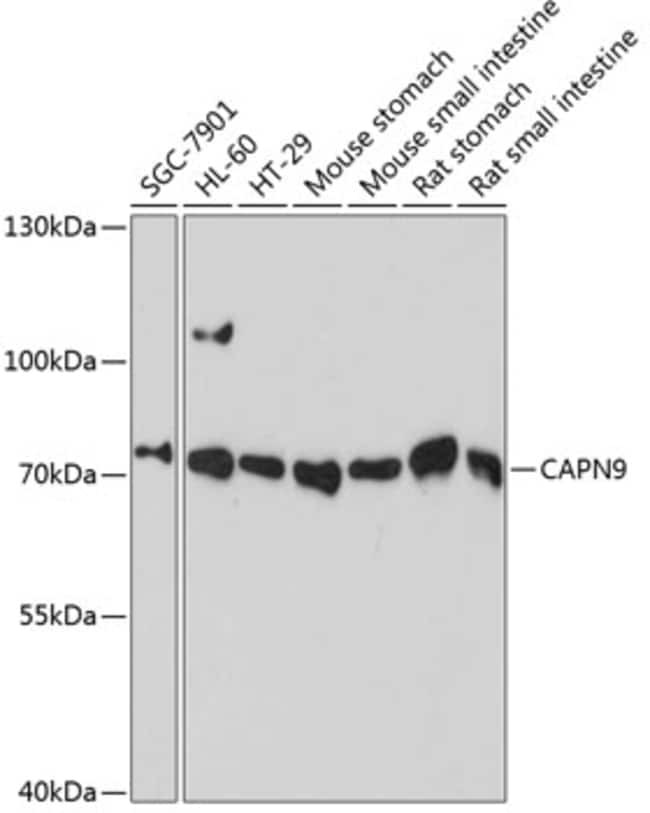 100UL CALPAIN 9 ANTIBODY 100 ul