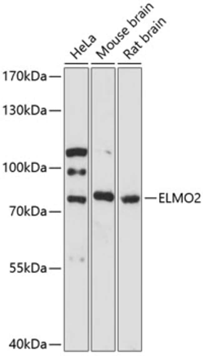 100UL ELMO2 ANTIBODY 100 ul