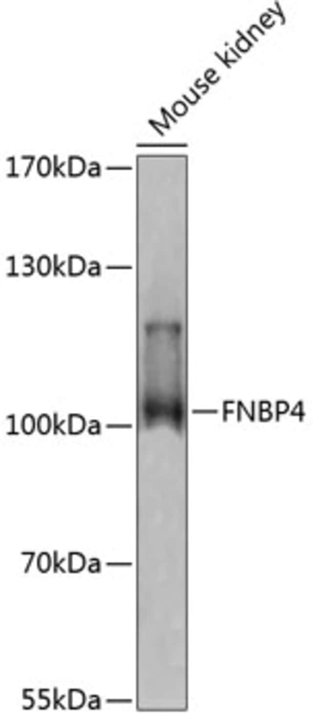 100UL FNBP4 ANTIBODY 100 ul