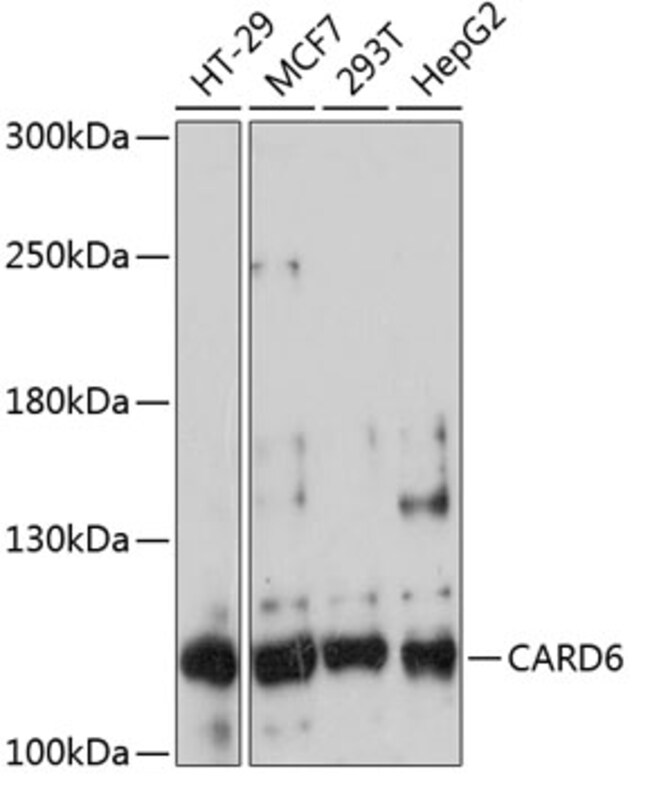 100UL CARD6 ANTIBODY 100 ul