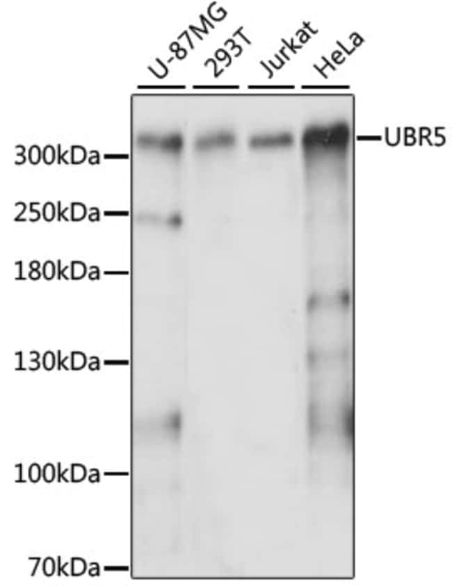 100UL HYD ANTIBODY 100 ul