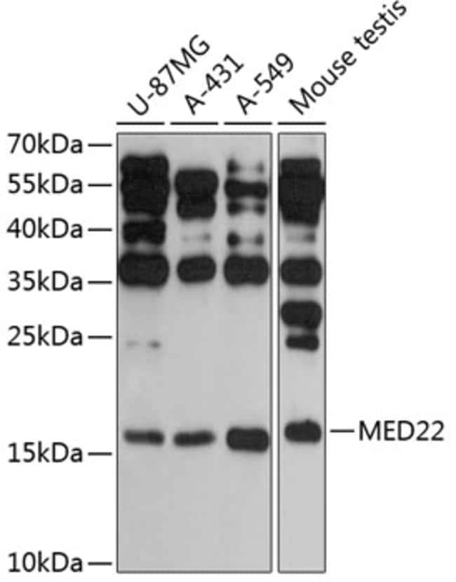 100UL MED22 ANTIBODY 100 ul
