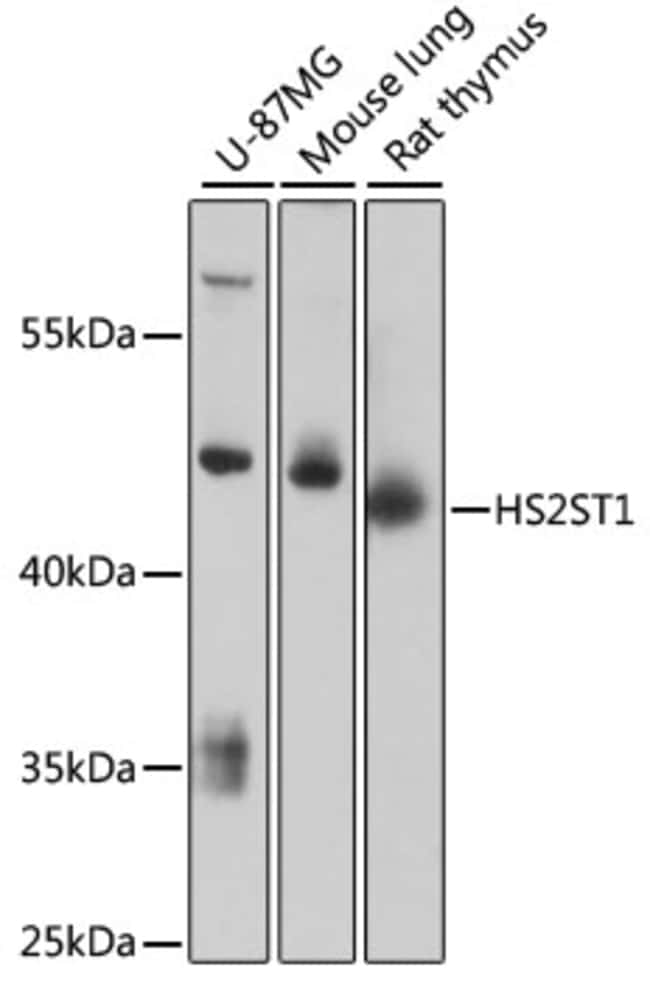 100UL HS2ST1 ANTIBODY 100 ul