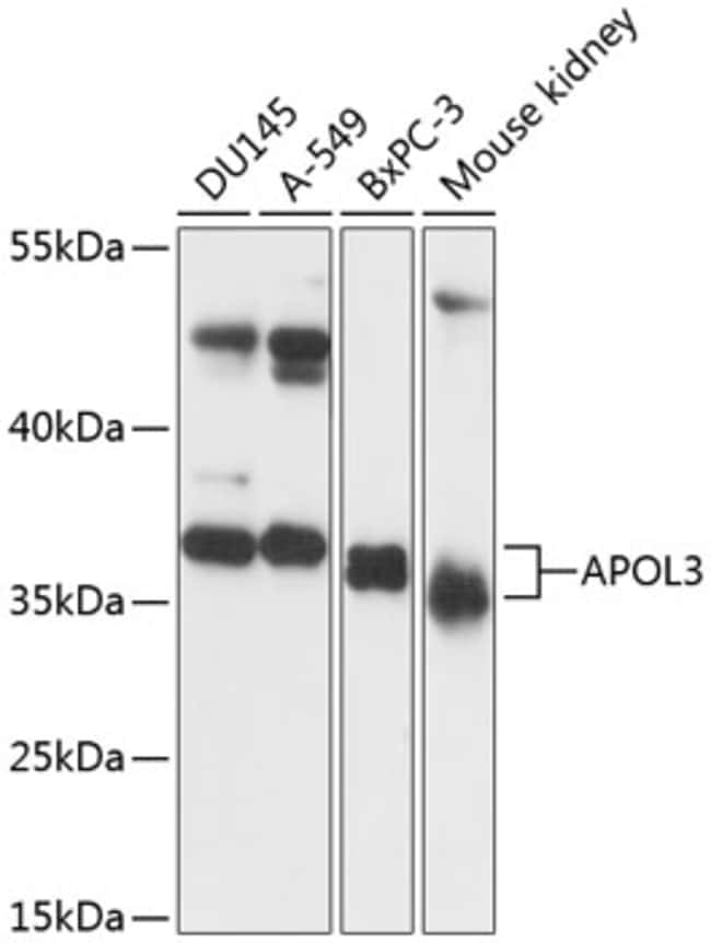 100UL APOLIPOPROTEIN L3 ANTIBODY 100 ul