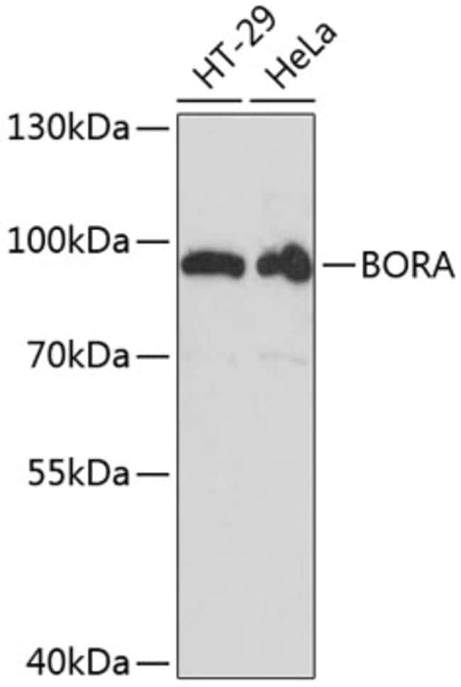 100UL BORA ANTIBODY 100 ul