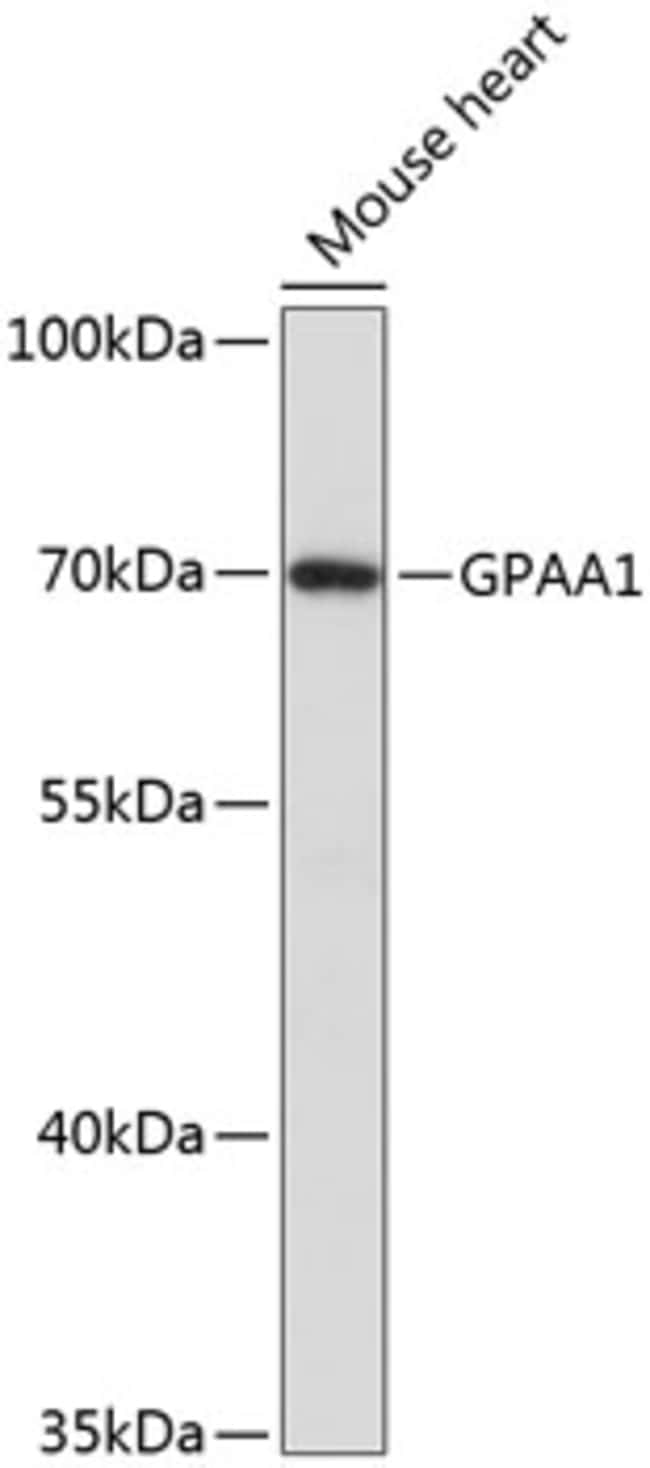 100UL GPAA1 ANTIBODY 100 ul