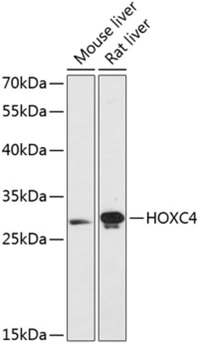 100UL HOXC4 ANTIBODY 100 ul