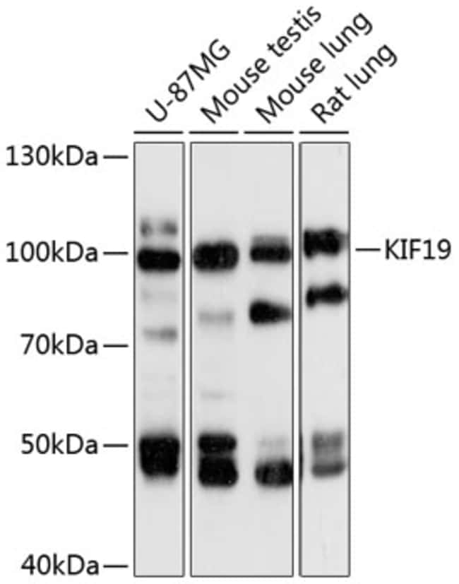 100UL KIF19 ANTIBODY 100 ul