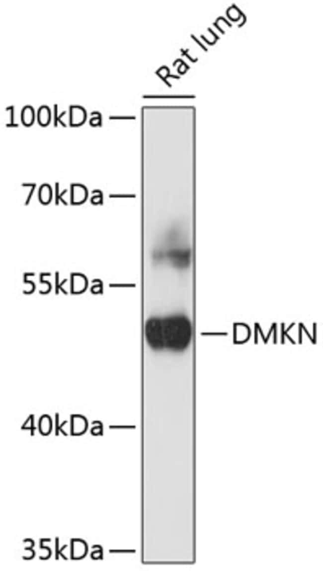 100UL DMKN ANTIBODY 100 ul