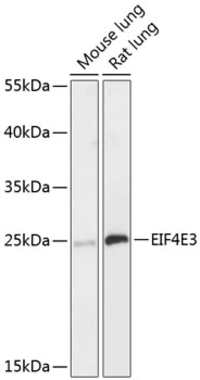 100UL EIF4E3 ANTIBODY 100 ul