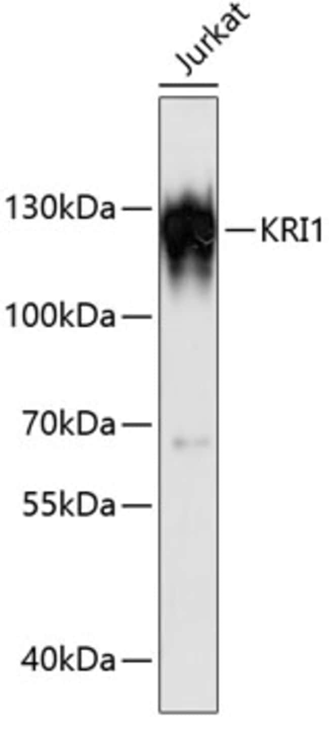 100UL KRI1 ANTIBODY 100 ul