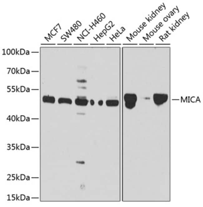 100UL MICA ANTIBODY 100 ul