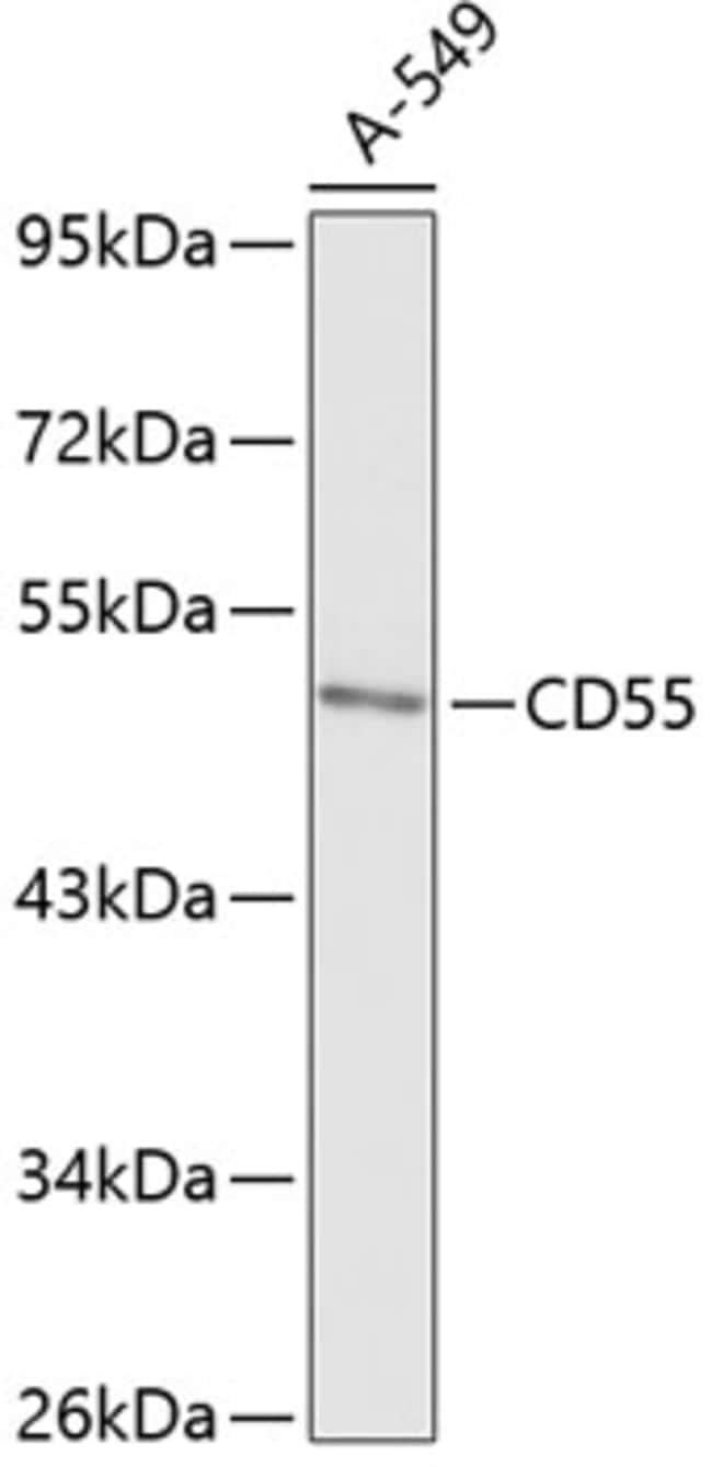 100UL CD55 ANTIBODY 100 ul