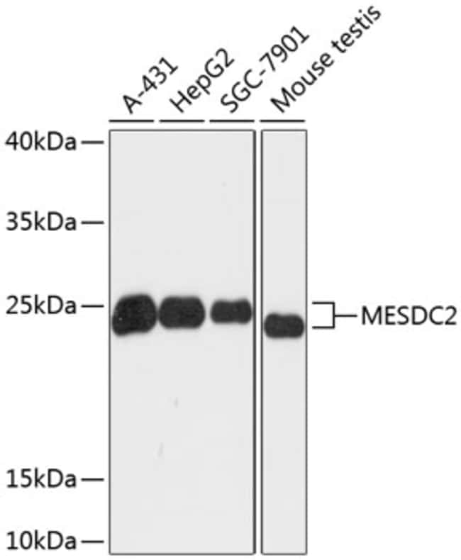 100UL MESDC2 ANTIBODY 100 ul