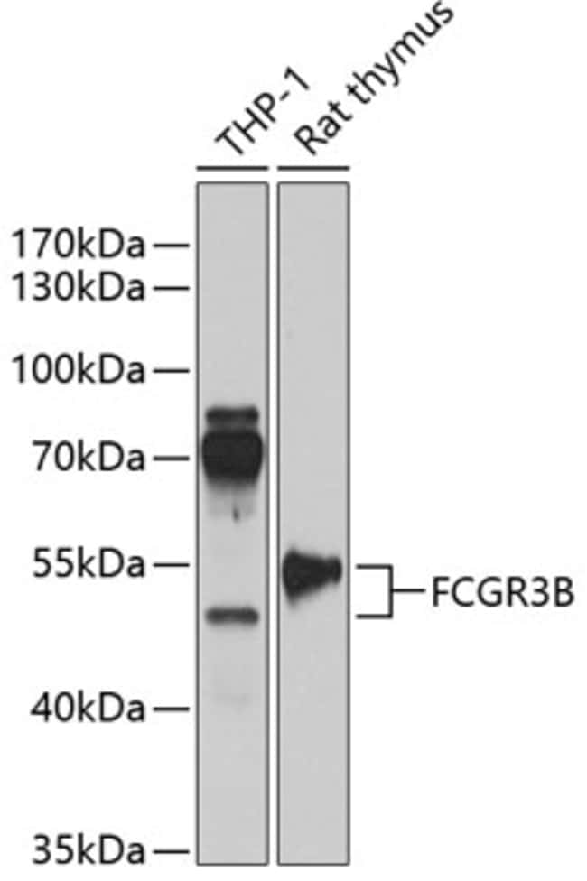 100UL CD16B ANTIBODY 100 ul