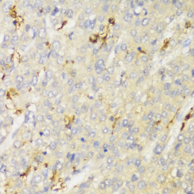 100UL HLA-DPB1 ANTIBODY 100 ul