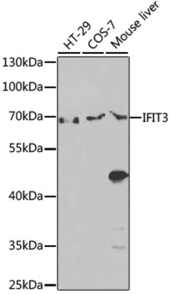 100UL IFIT3 ANTIBODY 100 ul