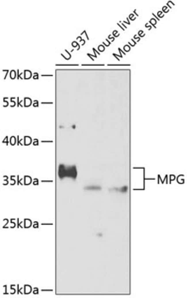 100UL MPG ANTIBODY 100 ul