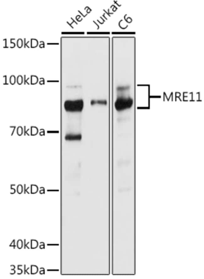 100UL MRE11 ANTIBODY 100 ul