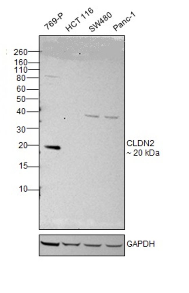 100UL CLAUDIN 2 ANTIBODY 100 ul