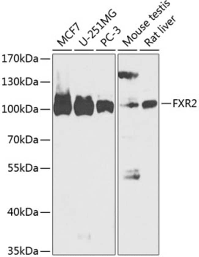 100UL FXR2 ANTIBODY 100 ul
