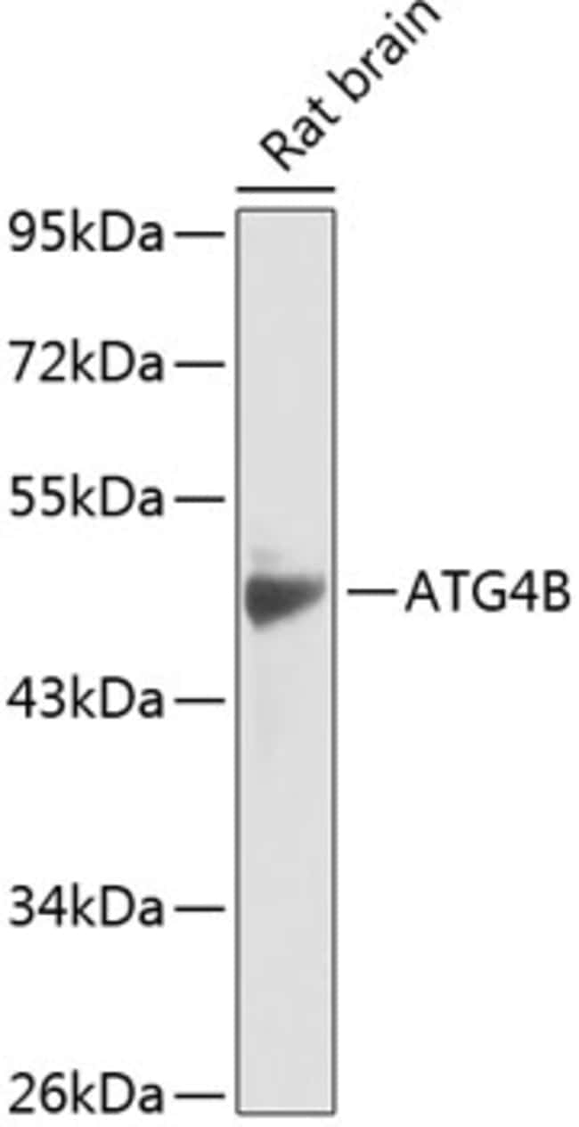 100UL ATG4B ANTIBODY 100 ul