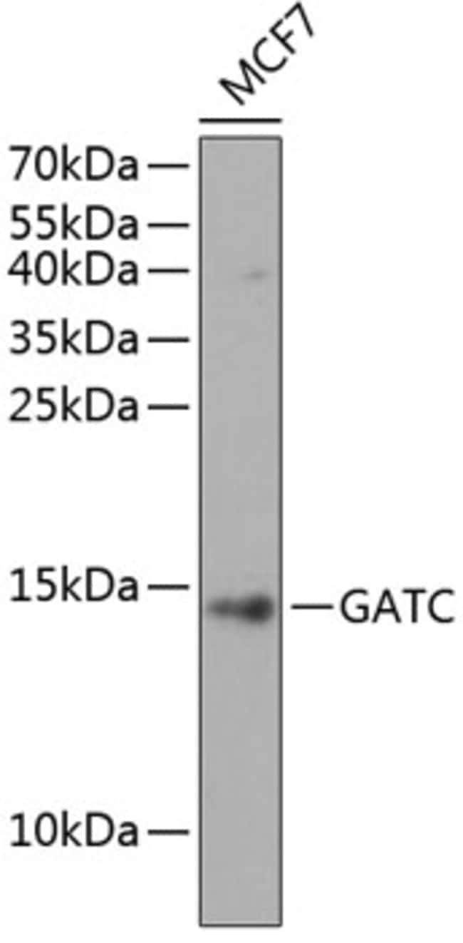 100UL GATC ANTIBODY 100 ul