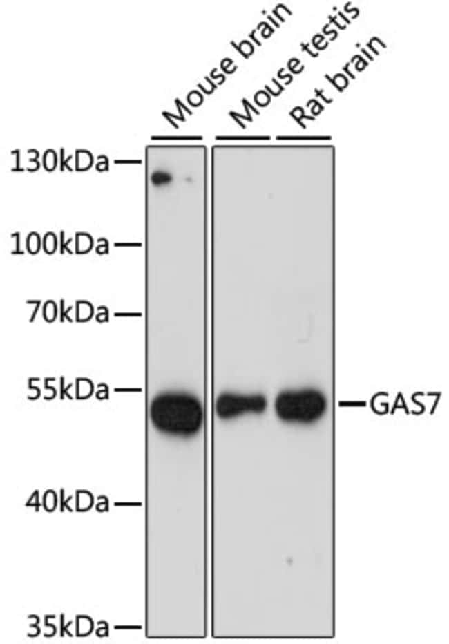 100UL GAS7 ANTIBODY 100 ul