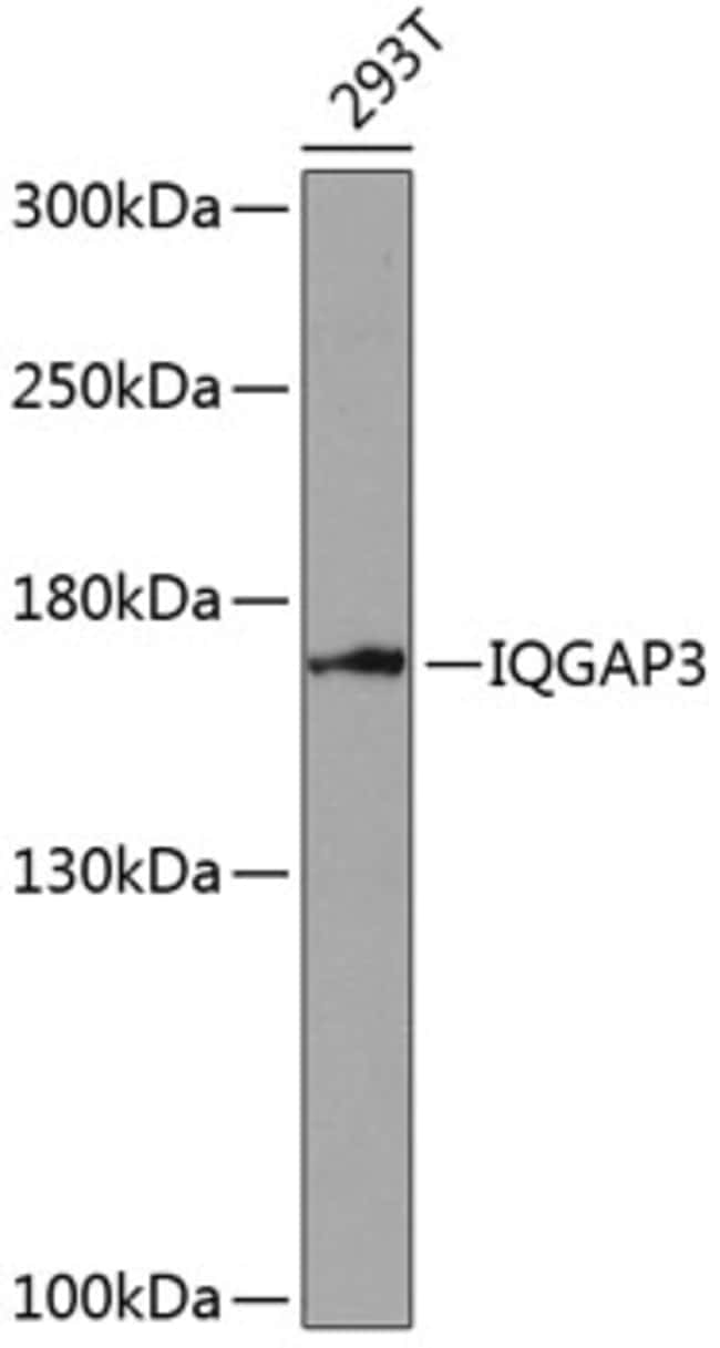 100UL IQGAP3 ANTIBODY 100 ul