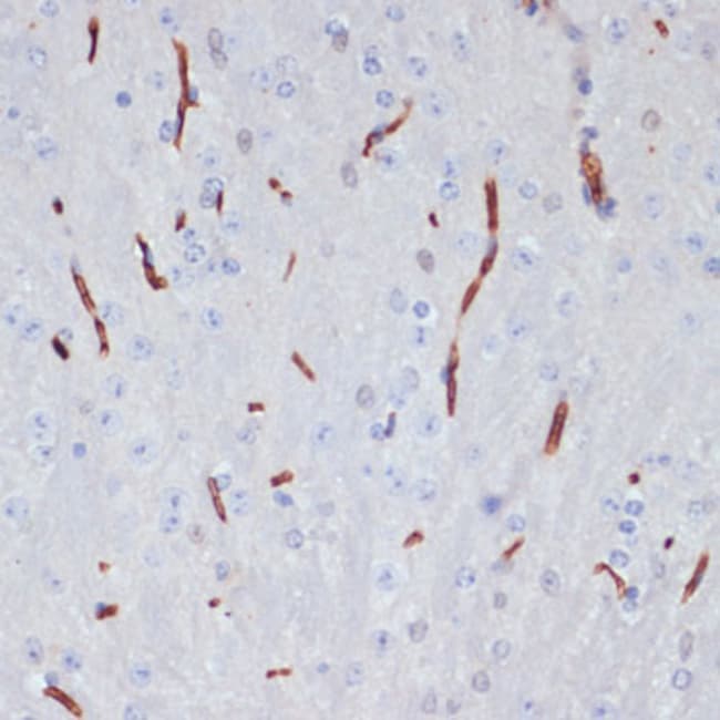 100UL APOA1 ANTIBODY 100 ul