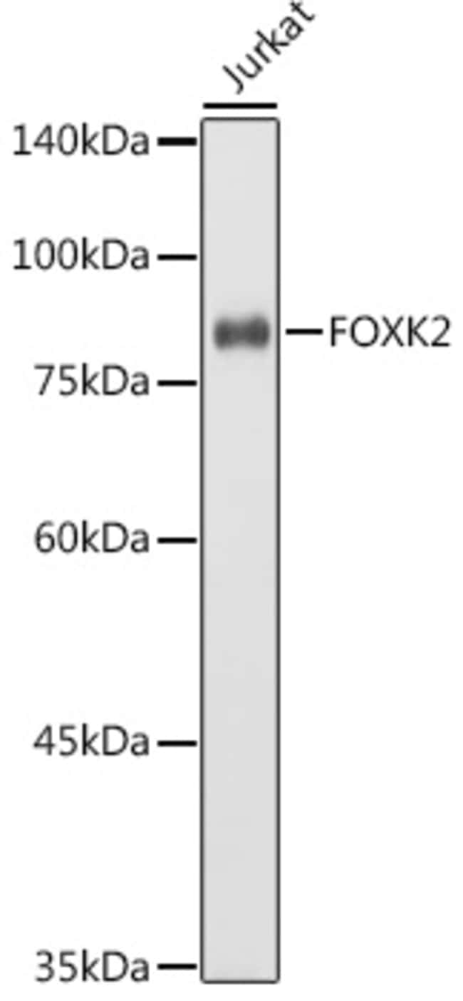 100UL ILF1 ANTIBODY 100 ul