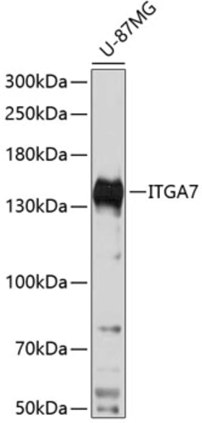 100UL ITGA7 ANTIBODY 100 ul
