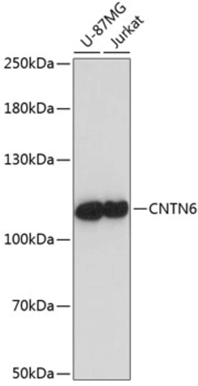 100UL CONTACTIN 6 ANTIBODY 100 ul