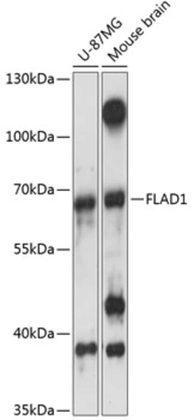 100UL FLAD1 ANTIBODY 100 ul