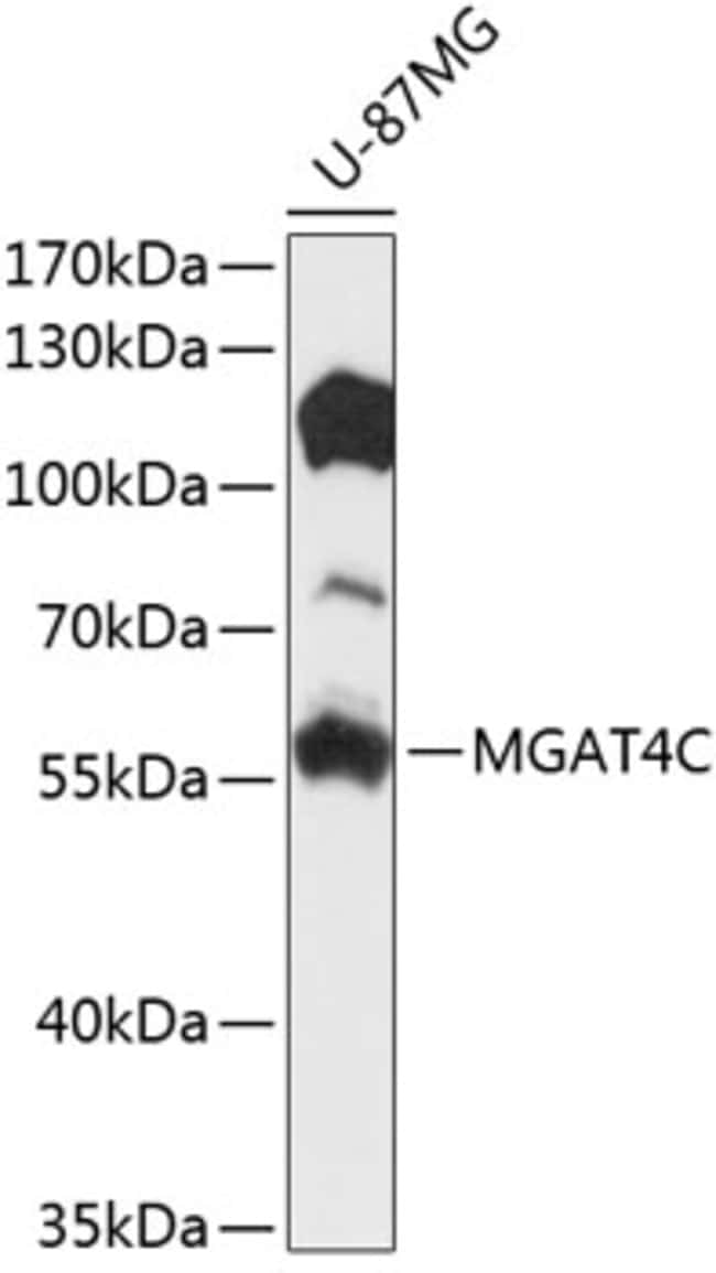100UL MGAT4C ANTIBODY 100 ul