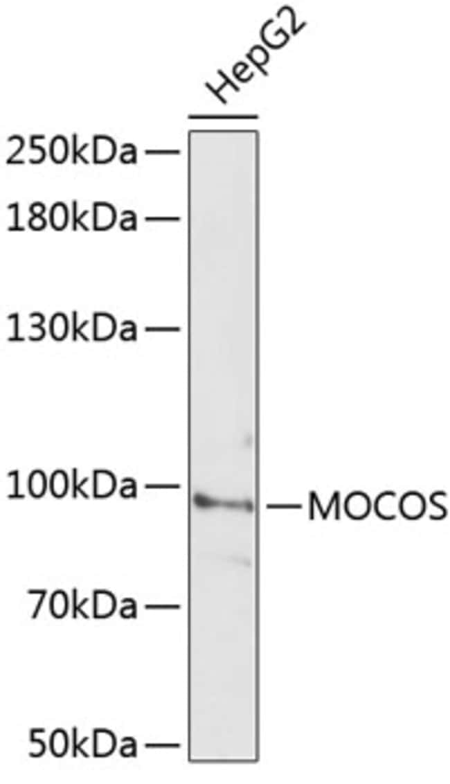100UL MOCOS ANTIBODY 100 ul