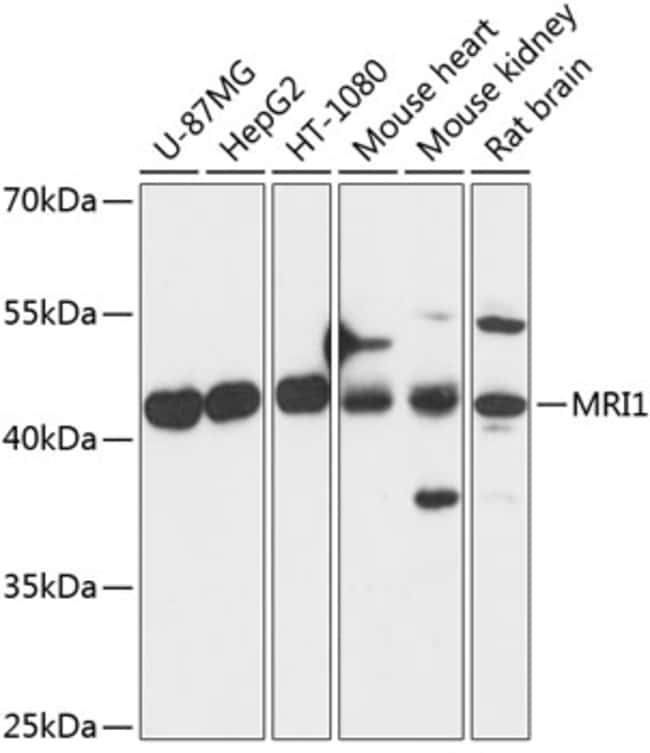 100UL MRI1 ANTIBODY 100 ul