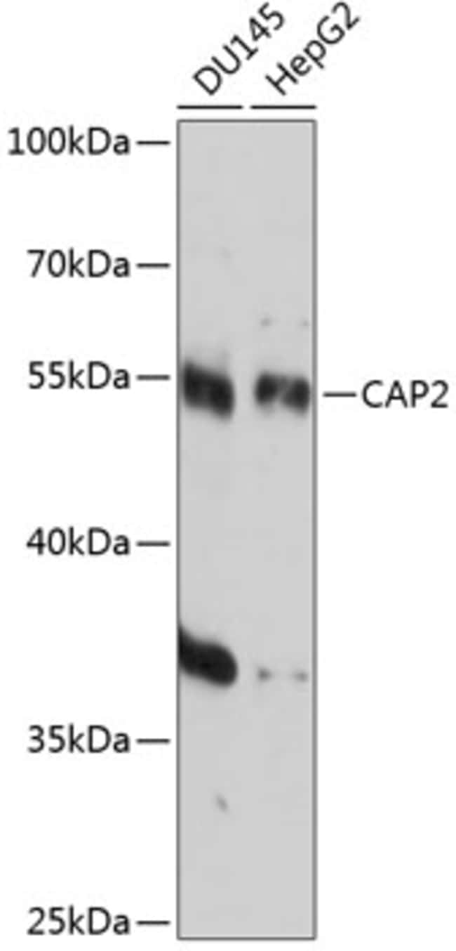 100UL CAP2 ANTIBODY 100 ul